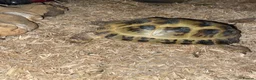 Tortoise reptiles for sale: Horsefield tortoise  in Aldershot - Advert 4