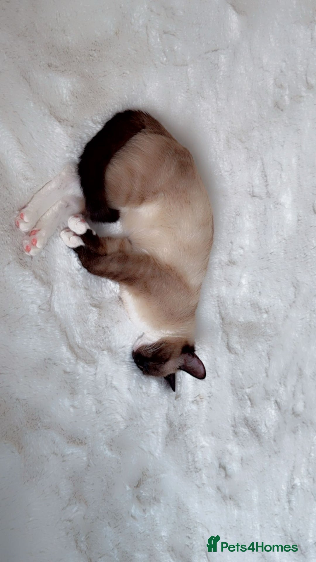 Ragdoll cats for sale: Bambi - Image 2