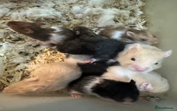 Hamster rodents for sale: Baby syrian hamsters males and females - Advert 1