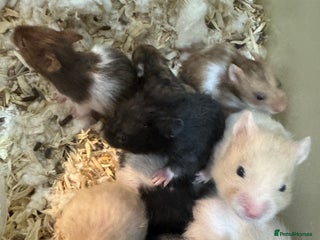 Hamster rodents Baby syrian hamsters males and females - Advert 1