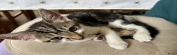 Mixed Breed cats for sale: Muffin - Advert 2