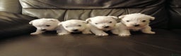 West Highland Terrier dogs for sale: 3 beautiful Westie pups - Advert 2