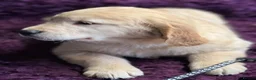 Golden Retriever dogs for sale: Stunning Golden Retriever pups - Advert 3