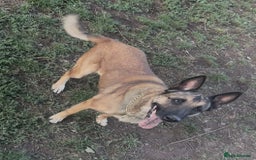 Belgian Shepherd Dog dogs for adoption: Cairo is looking for her forever home - Image 9