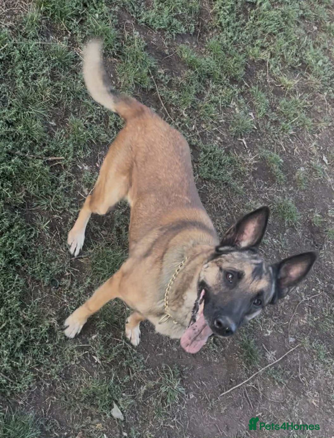 Belgian Shepherd Dog dogs for adoption: Cairo is looking for her forever home - Image 9
