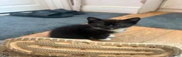 Domestic Shorthair cats for sale: 4 kittens  - Advert 13