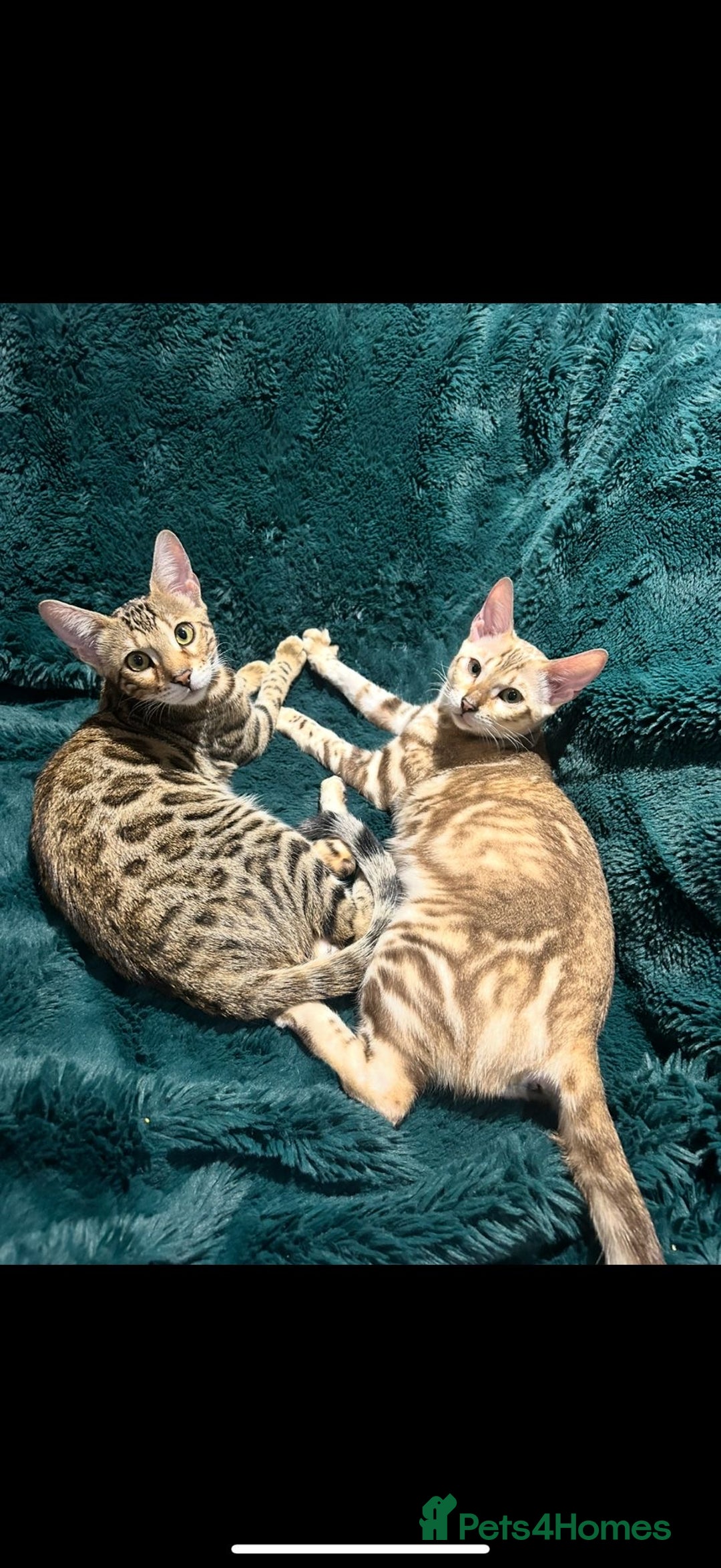 Bengal cats for sale: Bonnies Bengals  - Advert 35