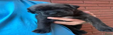 Mixed Breed 1