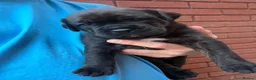 Mixed Breed dogs for sale: Cane Corso/Rottweiler puppies in Bridgwater - Advert 5