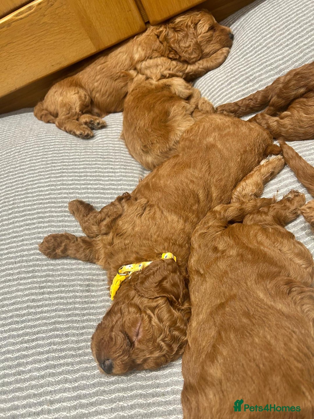 Irish Doodle dogs for sale:  Fox Red Irish Doodle Puppies - Ready Next Week  - Image 4