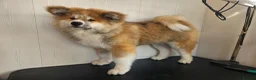 Japanese Akita Inu dogs for sale: Last Remaining Girl - RKC Registered - Advert 3