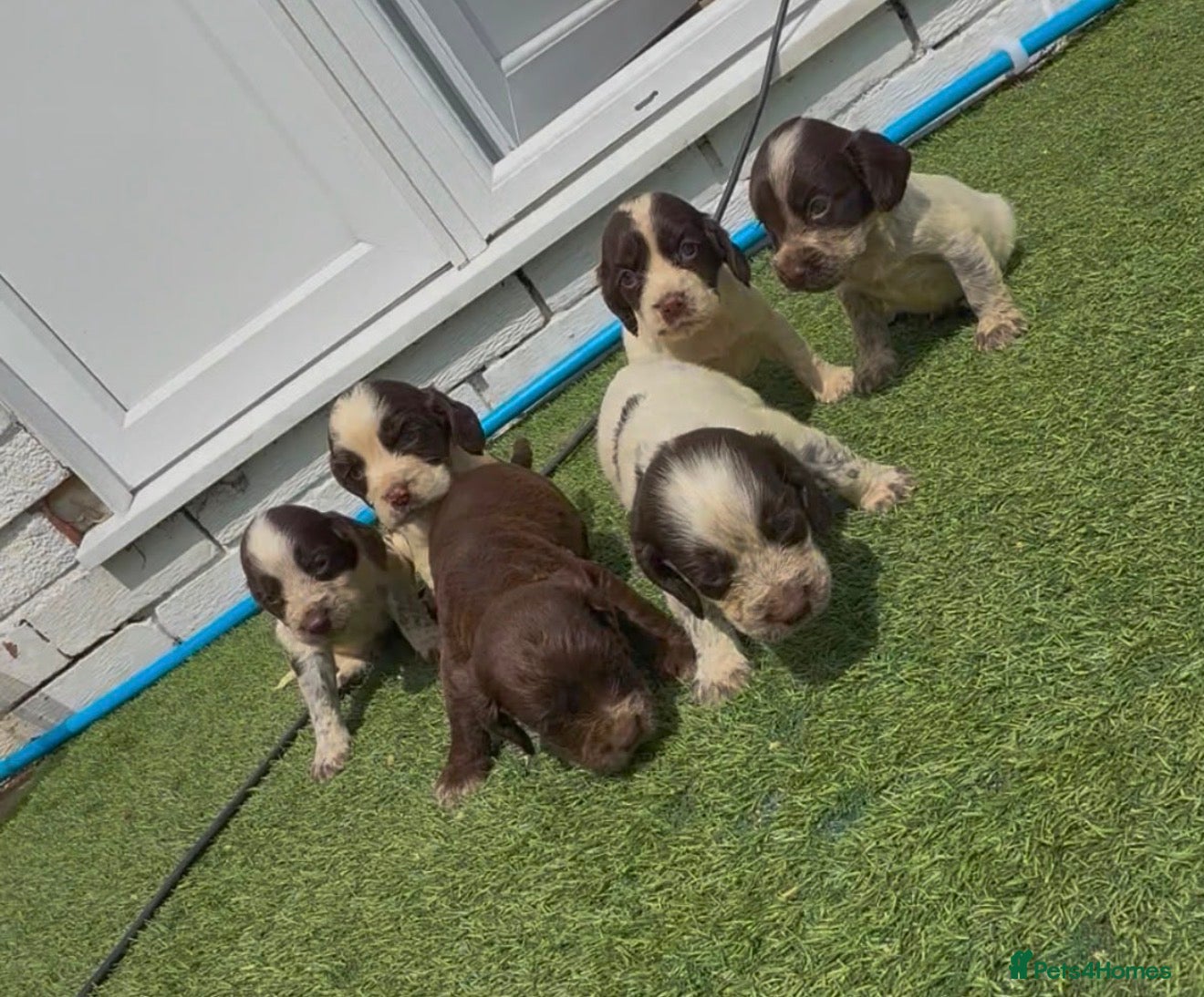 Cocker Spaniel dogs Cocker spaniel  - Advert 1