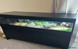 Skink reptiles for sale: Blue tongued skink with full setup and cabinet - Image 1