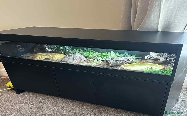 Skink reptiles - Advert 1