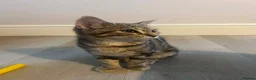 Bengal cats for sale: Beautiful Cuddly 4 Month Bengal Girl  - Advert 5