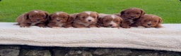 Cavapoo dogs for sale: Cavapoo Puppies - Advert 7