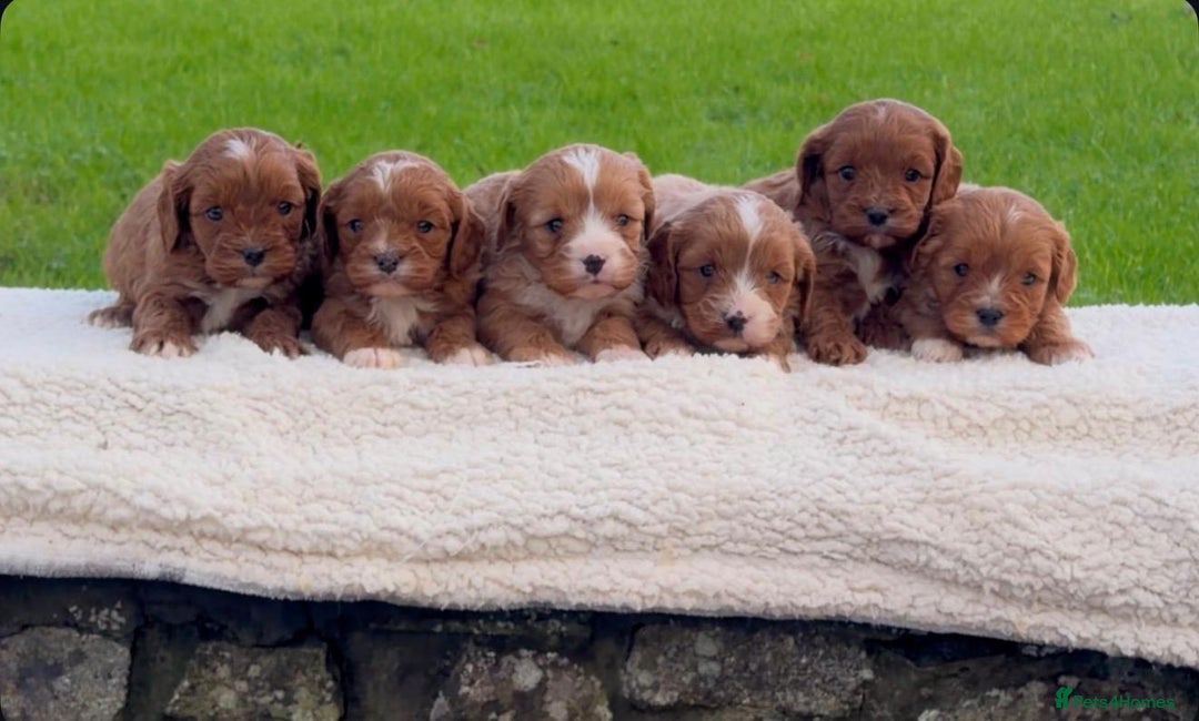 Cavapoo dogs for sale: Cavapoo Puppies - Advert 7