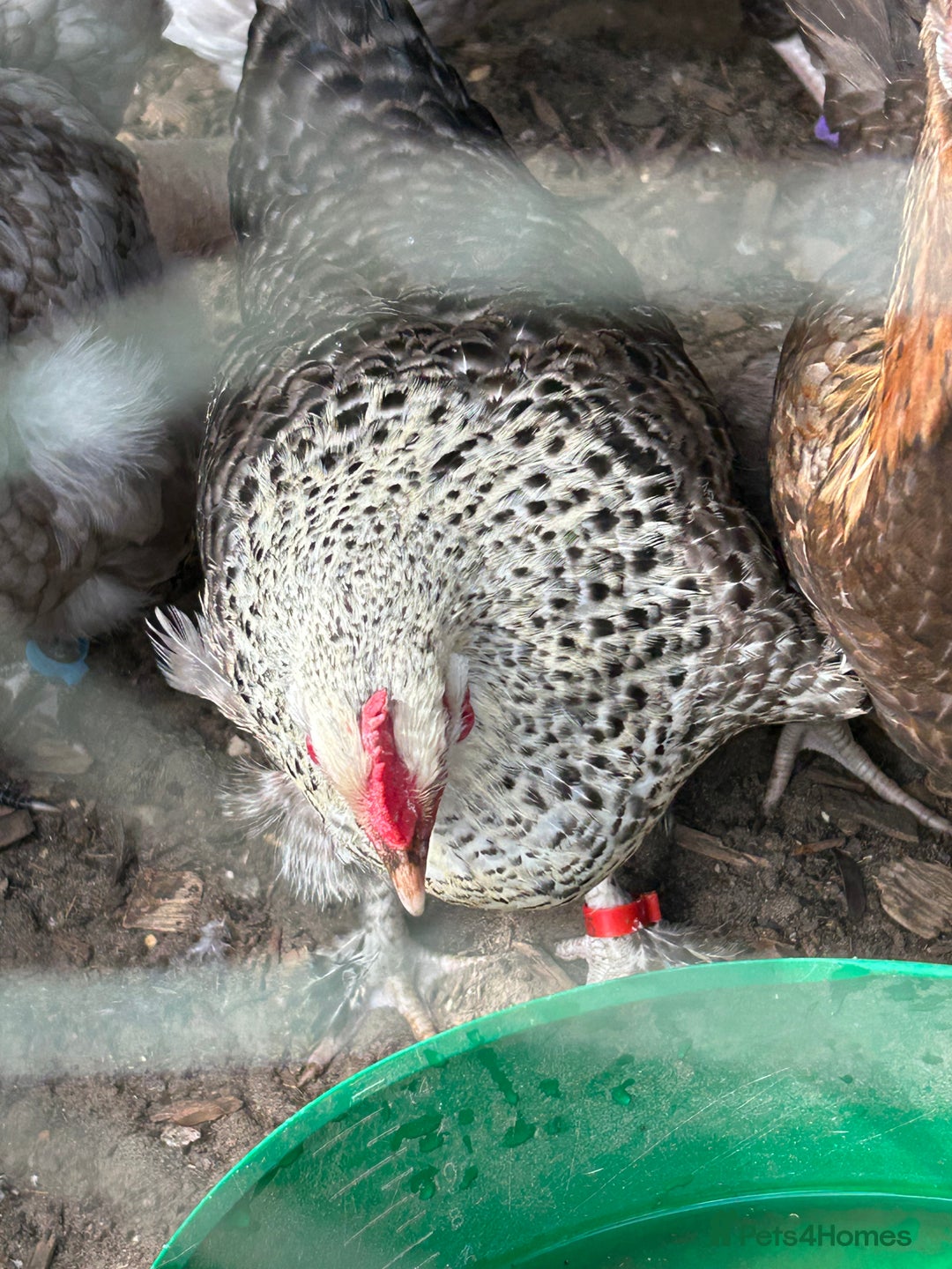 Chickens poultry for sale: 2 chickens for sale  - Image 5