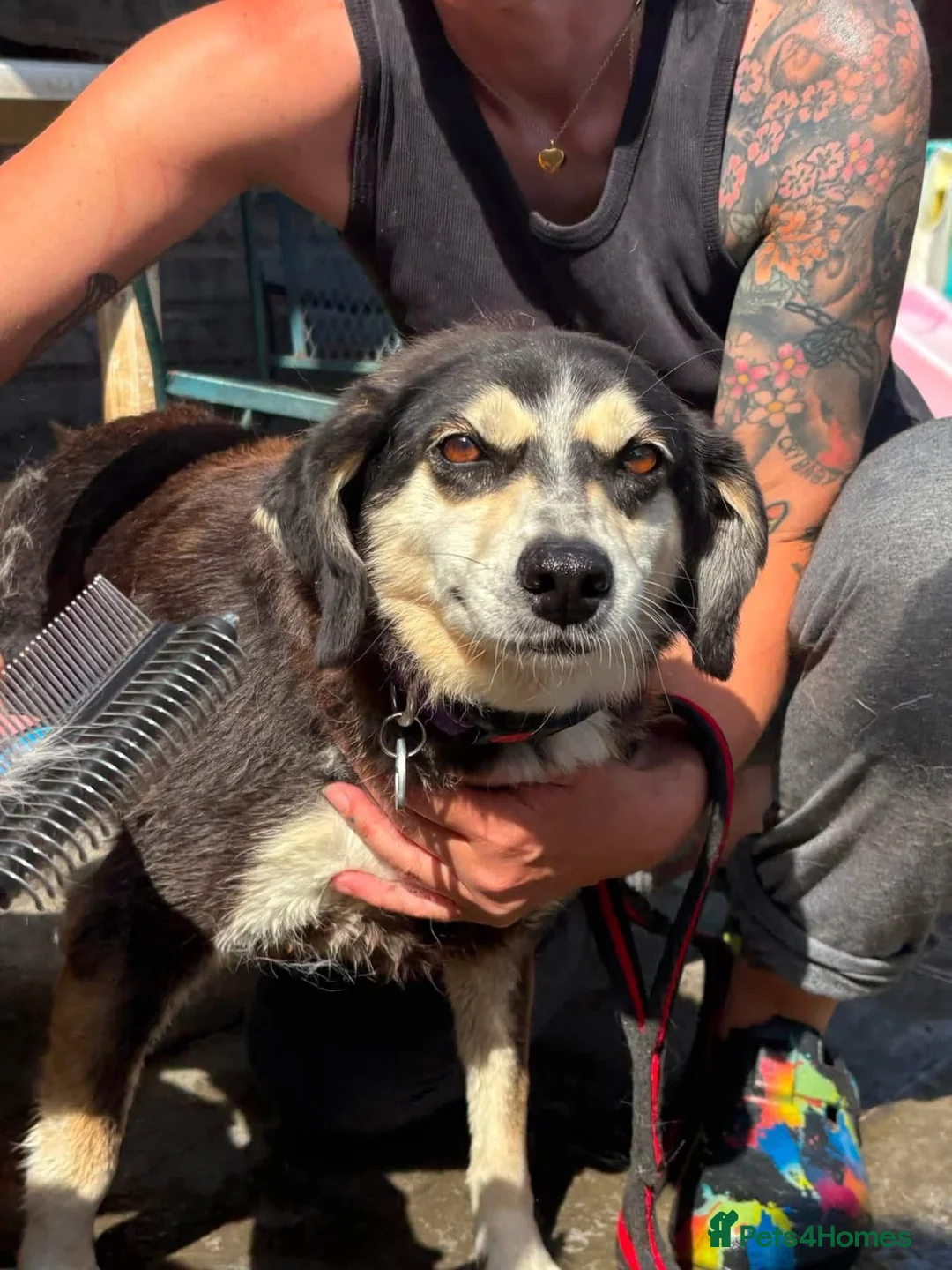 Mixed Breed dogs for adoption: Spritzer - great Ellingham Norfolk  in Attleborough - Advert 2