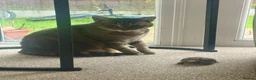 Tortoise reptiles for sale: Sulcata Tortoise 1.5yrs old in Rochdale - Advert 9