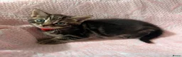 Mixed Breed cats for sale: 3 kittens  in Guisborough - Advert 2
