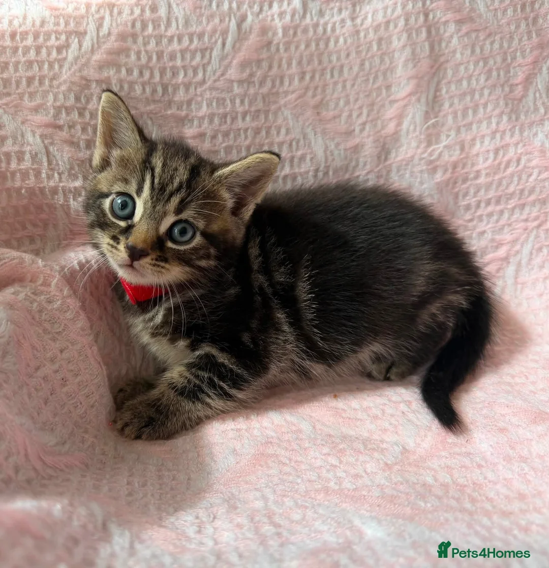 Mixed Breed cats for sale: 3 kittens  in Guisborough - Advert 2