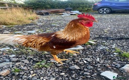 Chickens poultry for sale: Cockerel  - Image 2