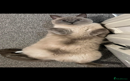 British Shorthair cats for sale: British shorthair x ragdoll - Image 2