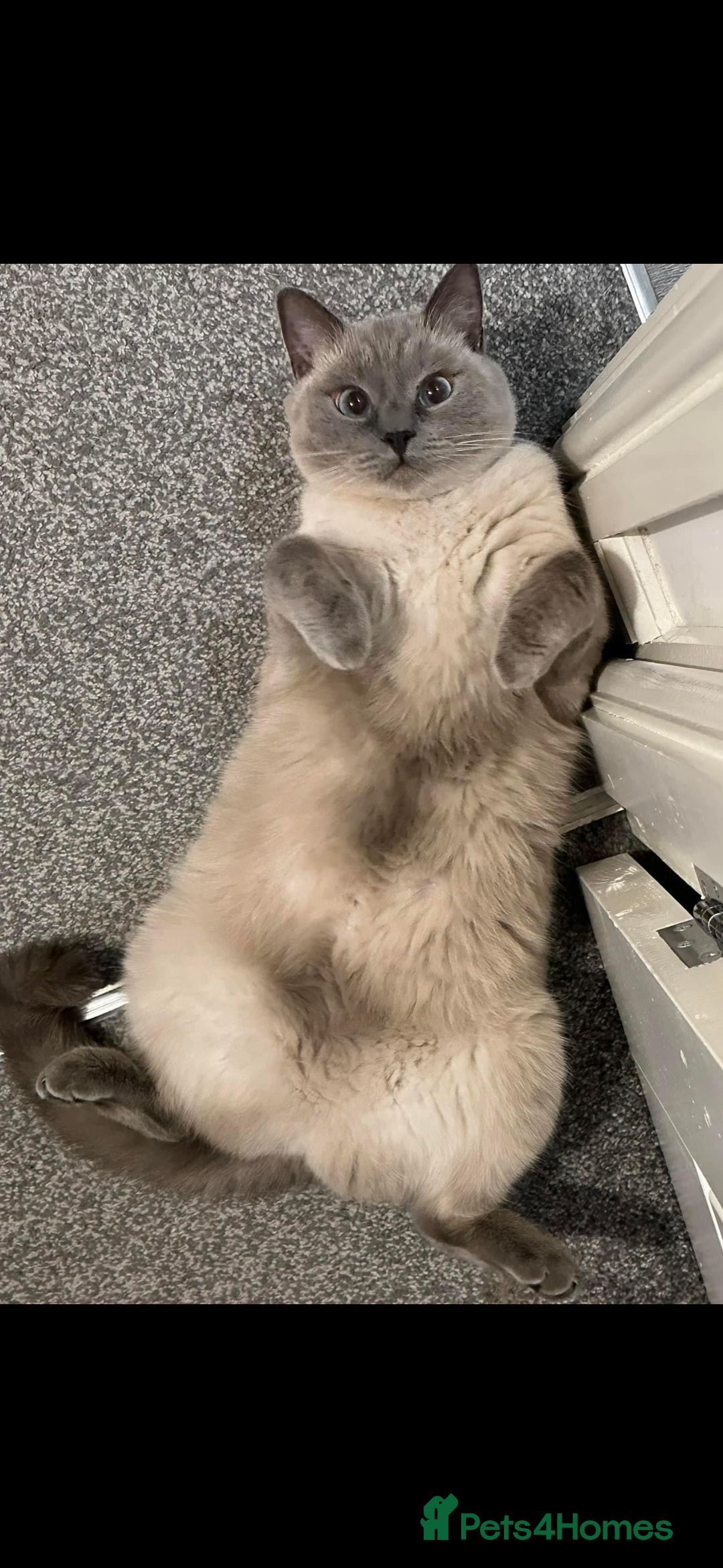 British Shorthair cats for sale: British shorthair x ragdoll - Image 2