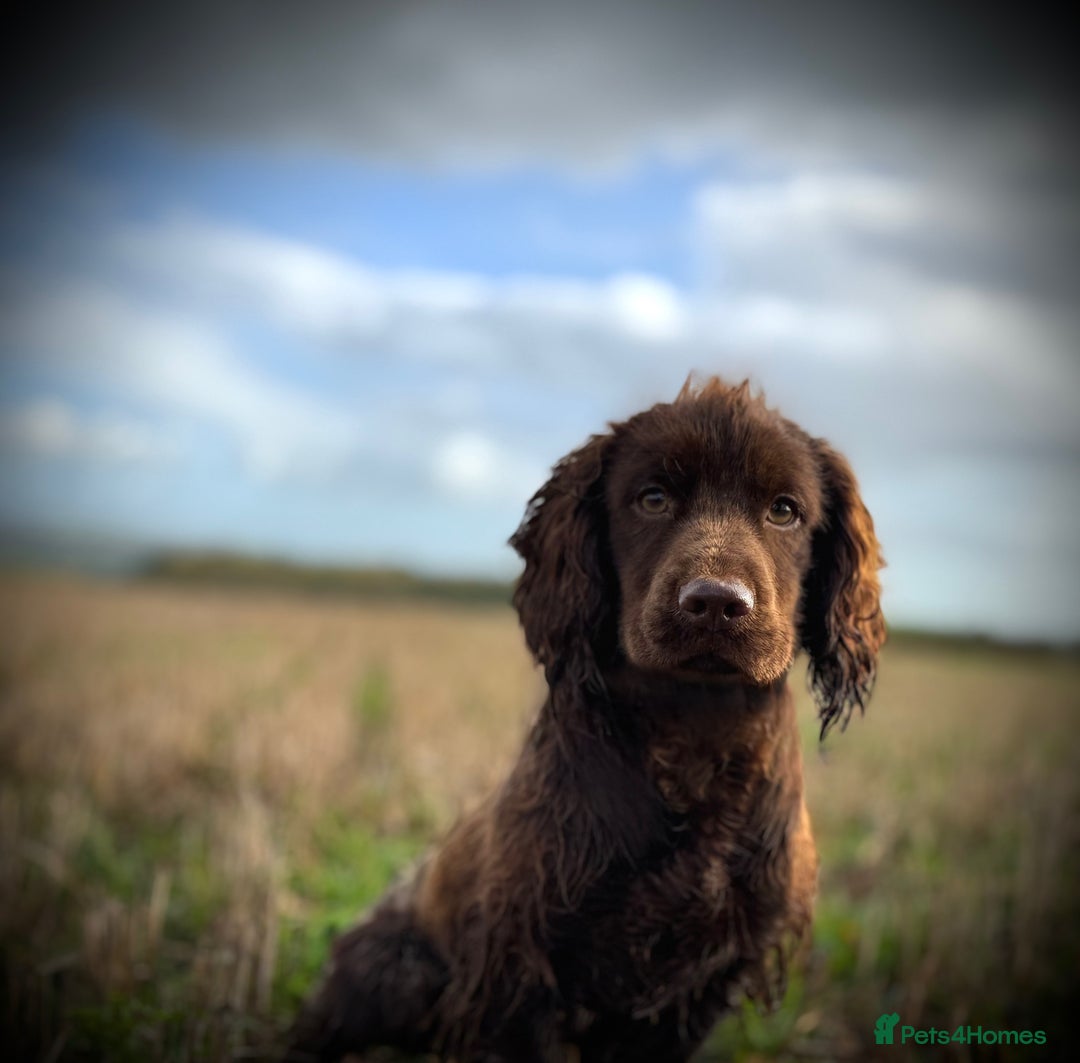 Cocker Spaniel dogs for stud: Chocolate cocker stud - Advert 4