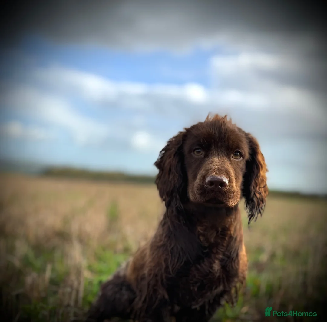 Cocker Spaniel dogs for stud: Chocolate cocker stud - Advert 4