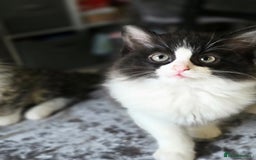 Ragdoll cats for sale: Beautiful Ragdoll x Norwegian forest cross kittens - Image 2