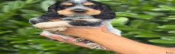 Cocker Spaniel dogs for sale: Beautiful show cocker spaniel  - Advert 5