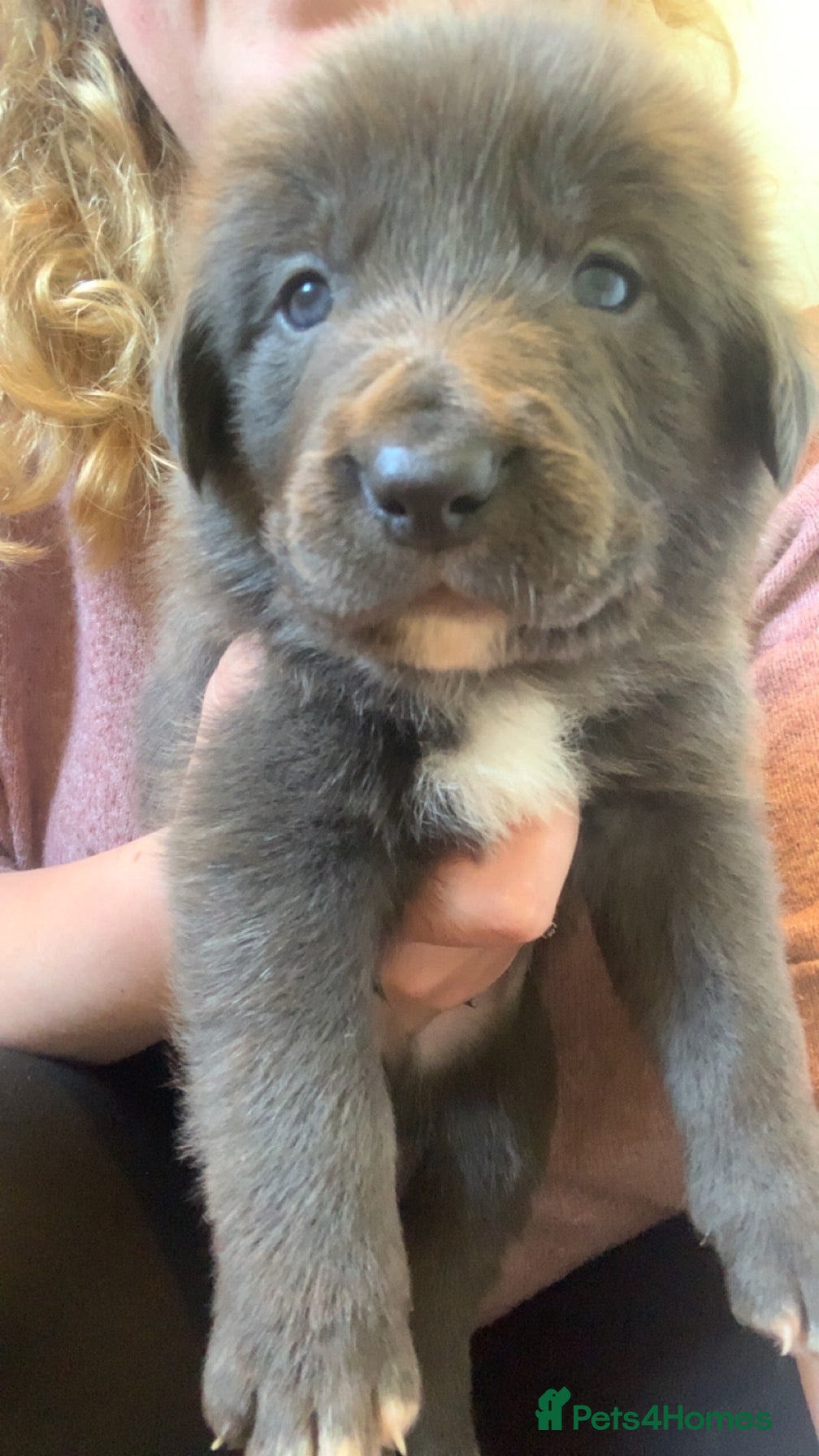 Mixed Breed dogs Huntaway x Border Collie puppies - Advert 10
