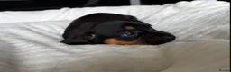 Mixed Breed dogs for sale: Miniature Dachshund cross puppies  - Advert 20