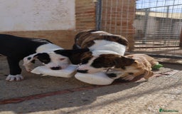 Mixed Breed dogs for adoption: ABANDONED B&W PUPPY - Image 9