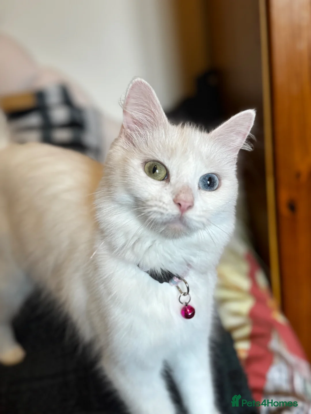Turkish Angora cats for sale: Turkish angora with 2 different coloured eyes in Birmingham - Advert 2