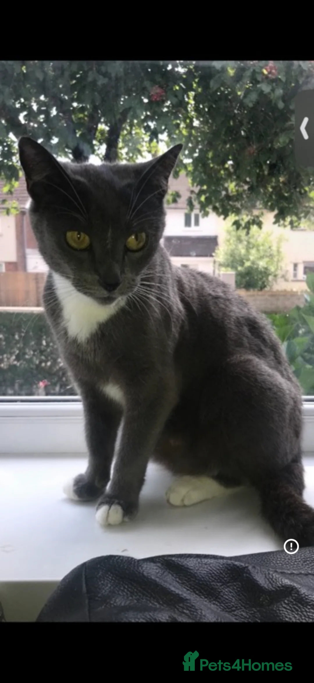 Mixed Breed cats for sale: Mixed Russian blue  in Cardiff - Advert 1