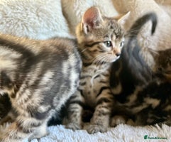 Bengal cats in Dorking - Advert 12