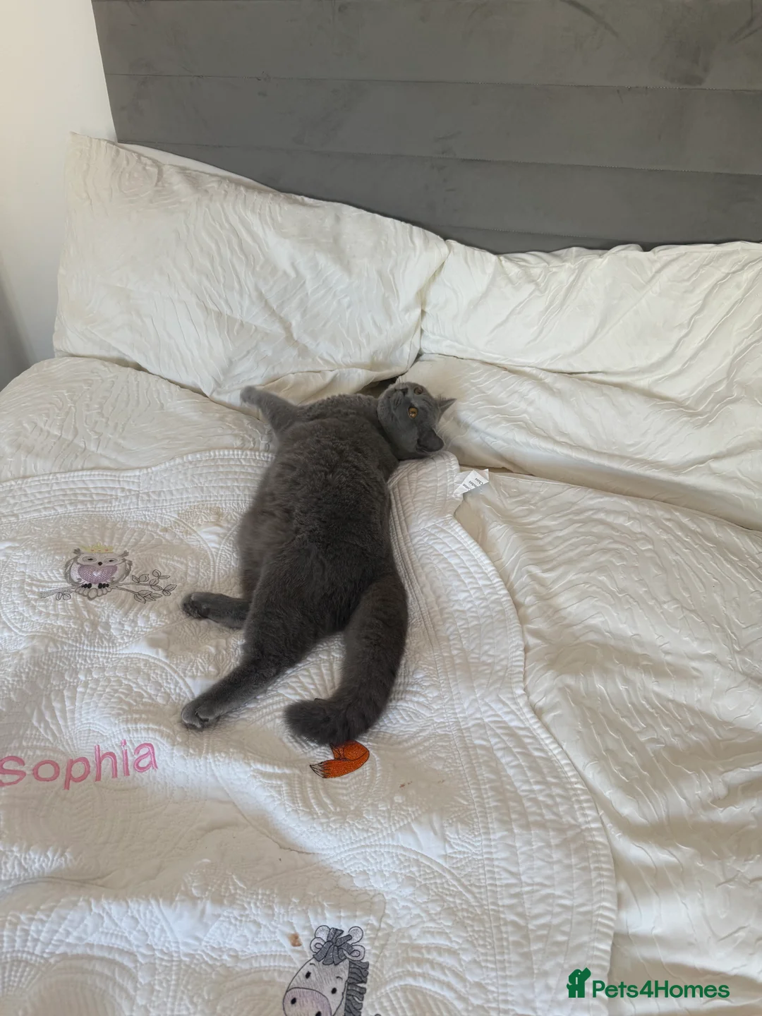 British Shorthair cats for sale: Nina The British shorthair  - Advert 9