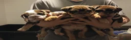 English Bulldog dogs for sale: TOP CLASS  English Bull Dog puppies  - Advert 7