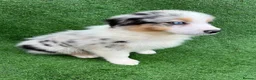 Australian Shepherd dogs for sale: Australian Shepherd Puppies  - Advert 9