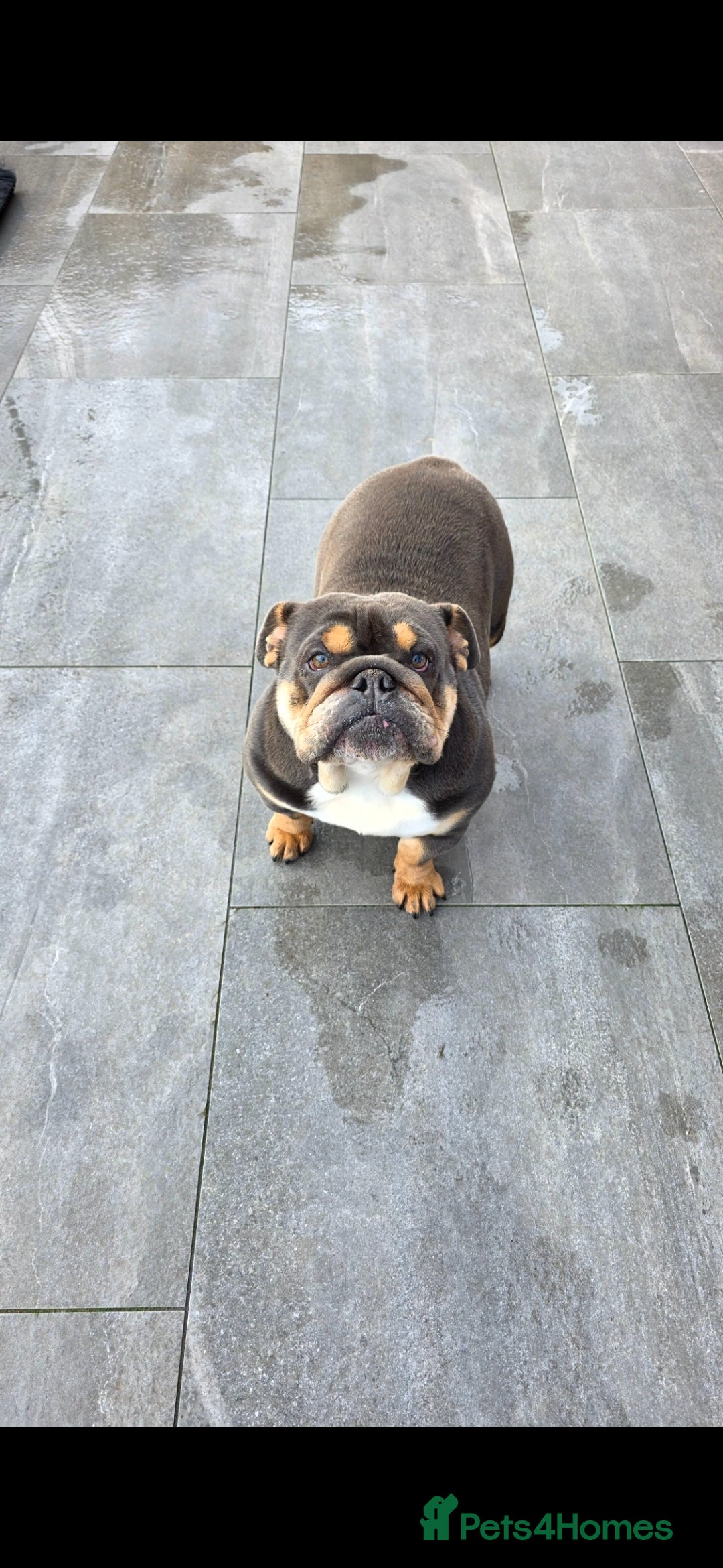 English Bulldog dogs for sale: English bulldog female almost 2 years old - Advert 2