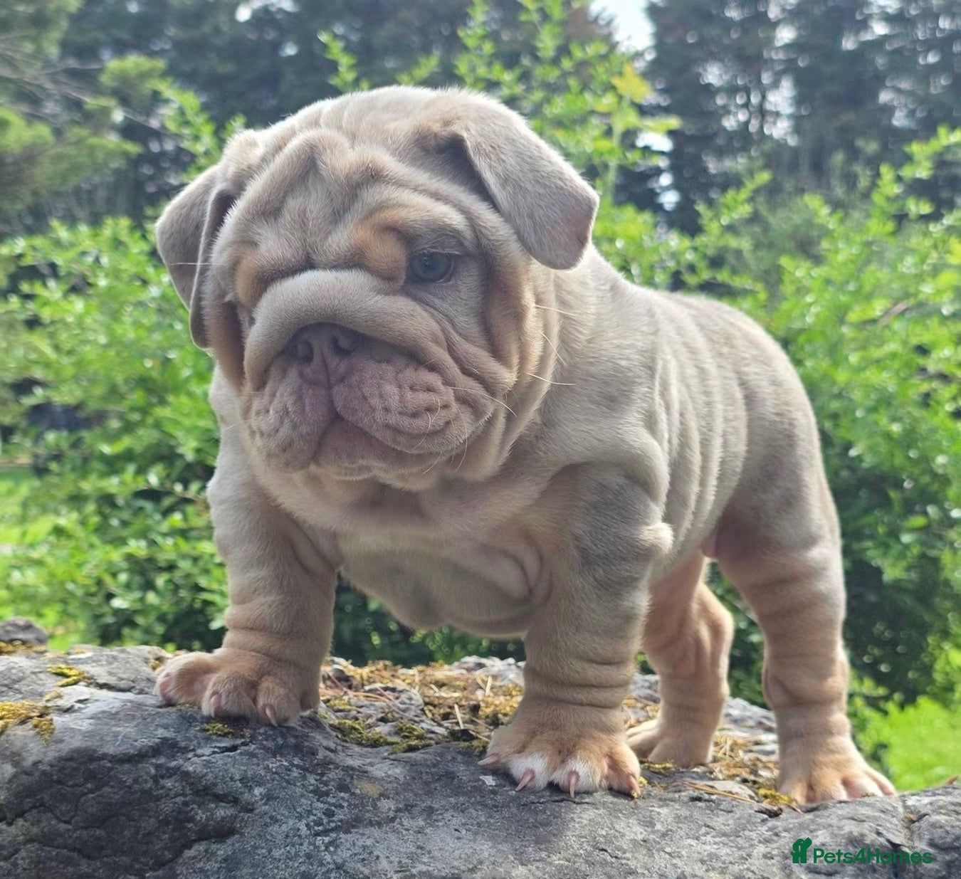 English Bulldog dogs Mr Muscles litter Quality English Bulldogs - Advert 1