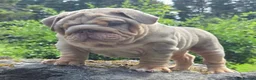 English Bulldog dogs for sale: Mr Muscles litter English Bulldogs - Advert 4