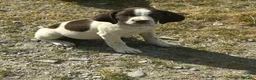 Sprollie dogs for sale: Gorgeous Sprollie puppies - Advert 20