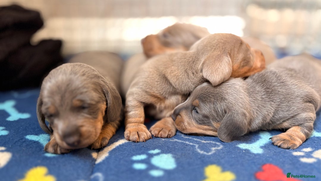 Miniature Dachshund dogs for sale: Miniature Dachshund - Image 4