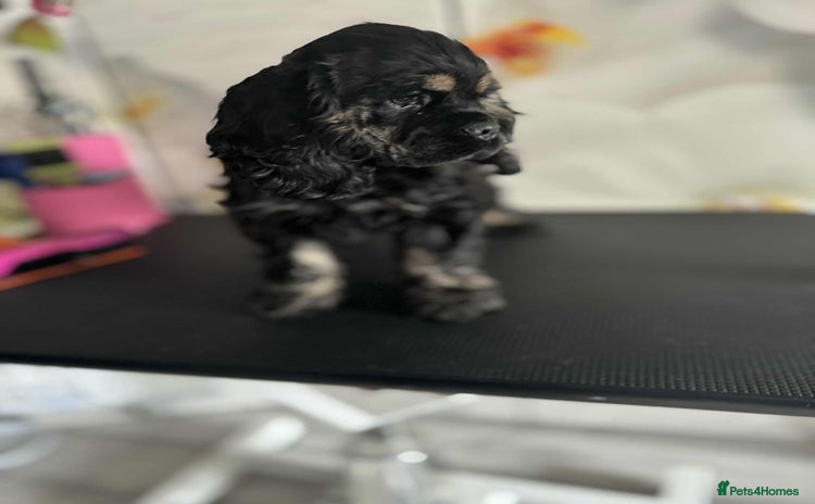 American Cocker Spaniel dogs - Advert 1