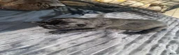 Cane Corso dogs for sale: Romanian Bloodline Cane Corso Puppies - Advert 14