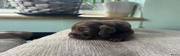 Cocker Spaniel dogs for sale: Working cocker spaniel puppies  - Advert 8